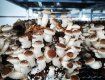 В Закарпатье официально открылась грибоферма, где выращивают шииатаке