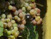В Ужгороді збиратимуть перший врожай найкращих сортів винограду для виготовлення білих вин