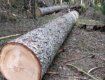 Закарпаття. Господар лісопилки незаконно вирубав лісу на 650 тисяч гривень