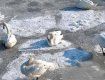 Лебеді в Ужгороді примерзли до льоду!