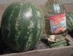 В Закарпатье местная жительница собрала впечатляющий урожай арбузов