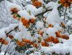 Прогноз погоди в Закарпатті на понеділок, 17 грудня