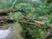 В Закарпатье 4 села остались без газа из-за рухнувшего дерева
