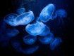 Дайверы показали огромное количество медуз в Азовском море 
