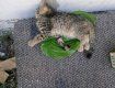В Ужгороде полиция разыскала живодеров выколовших глаза и убивших котят - детям 6 и 8 лет