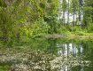 Старовинне болото Глуханя в Закарпатті повернуть до життя