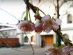 "Японська вишня" з якогось дива зацвіла у місті над Латорицею
