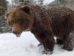 В Карпатах медведи не против поиграть как дети в снежки