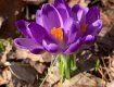 Перші весняні крокуси розквітли на Закарпаттті