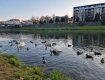 В центре Ужгорода по реке плавает лебединая семья 