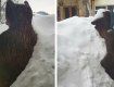 Закарпаття. Ведмедя засипало снігом у Міжгір’ї