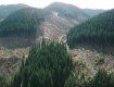 Лысые Карпаты: В Закарпатье СБУ разоблачила масштабное хищение лесов