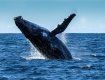 Ловца лобстеров из США проглотил горбатый кит, но счастливчик выбрался невредимым