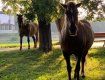 Удивительное зрелище: В областном центре Закарпатья на набережной гуляли две лошади