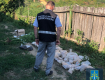 Неожиданный результат дал обыск у накоторговцев в Закарпатье
