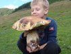 В Закарпатье растут белые грибы размером с ребёнка 