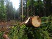В Закарпатье чиновники "не заметили" вырубку леса на 7 миллионов