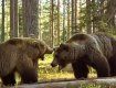 Голодные медведи терроризируют Прикарпатье.