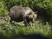 В Словакии встреча с медведем закончилась для мужчины ужасной смертью 