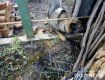 Закарпаття. Службовий собака-поліцейський допоміг повернути вкрадене у Мукачеві майно 