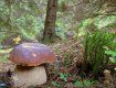 Зібрані в Карпатах гриби можна зробити євробрендом