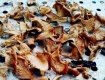 В Закарпатье находят самые вкусные грибы, которые на вкус напоминают абрикосы