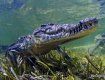 Крокодилы будут охранять границу, корабли и порты в Одесской области 