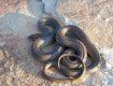 Гигантская змея ростом как два высоких мужика ползала по центру Ивано-Франковска 