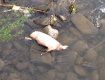 В Закарпатье в реку Тиса выбросили тушу свиньи