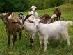 Как сквозь землю провалились: В Закарпатье бесследно исчезли 30 коз 