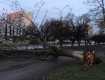В Закарпатье огромное дерево упало на пешеходную часть 