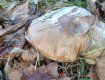 На Закарпатье даже в середине января находят грибы