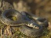 В Карпатах ядовитая змея укусила 14-летного подростка 