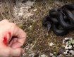 Ядовитая змея напала на женщину в Закарпатье - та в реанимации 