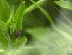 Сезон клещей: как уберечься от укусов насекомых