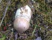 В Закарпатье жители хвастаются по-полной грибами