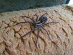 В Закарпатье во время ремонта человек нашел страшного паука большого размера 