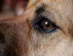 Зоозащитники рассказали о судьбе собаки из-за которой человеку ампутировали конечность в Закарпатье 