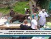 В Закарпатье 7 ветеринаров из всех уголков Украины приехали лечить зубы косолапым