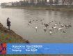 Очнитесь!: В Ужгороде туристы и жители хотят убить лебедей своей "добротой" 