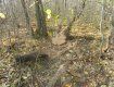 Жители Украины массово вырубают лесопосадки. И это еще нет морозов.