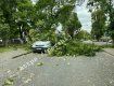 В Ужгороде ЧП - огромная ветка дерева рухнула на припаркованный автомобиль