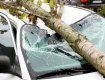 В Ужгороде дерево разрушило припаркованный автомобиль 