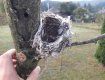 В Закарпатье птицы строят гнезда по "новейшим" технологиям
