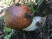 В Закарпатье жители хвастаются по-полной грибами