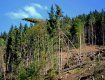 Останнім буреломом у 2-х районах Закарпаття знищено більше тисячі гектарів лісу