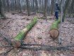 В Ужгородському у лісгоспі пообіцяли призупинити вирубку дубу
