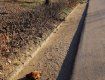 Відрізану голову собаки знайшли на дорозі в Мукачево