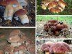 В Закарпатье уже во всю собирают осенние грибы