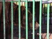 Власник 2-х клишоногих із Київщини добровільно передав їх у центр реабілітації бурих ведмедів у Карпатах